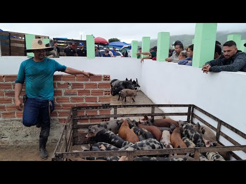Feira de Porcos em Toritama Pernambuco,e aula com o Professor Salgadinho. 10/06/2026.