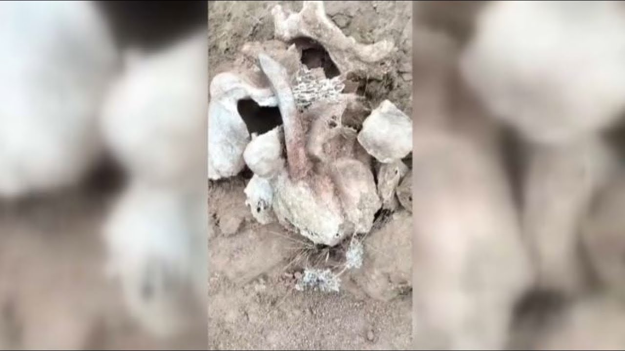 Mammoth Jawbone Discovery in Kazakhstan Unlocks Secrets of the Ice Age