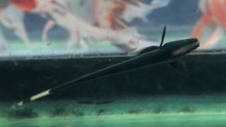 Black ghost knifefish
