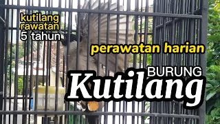 Download lagu Perawatan harian burung kutilang supaya rajin bunyi mp3 Download lagu Perawatan harian burung kutilang supaya rajin bunyi mp3