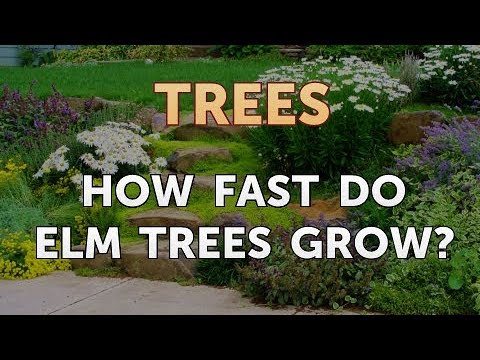 image-Is there a small elm tree?