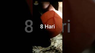 Download lagu Pengeraman Telur Ayam Dari Hari - Ke hari. #Telur #telurayamkampung #mesintetastelur #incobator mp3 Download lagu Pengeraman Telur Ayam Dari Hari - Ke hari. #Telur #telurayamkampung #mesintetastelur #incobator mp3