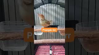 Download lagu Prenjak kepala merah betina ngetir fighter untuk masteran #prenjak #prenjakkepalamerah #prenjakgacor mp3