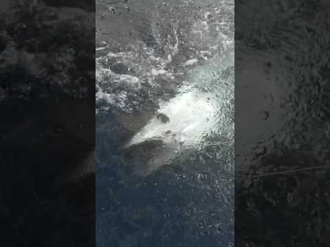 Winter Barrels - How good is Bluefin Season! #builttofish