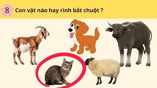 CÂU HỎI TRÍ TUỆ CHO TRẺ MẦM NON | KÊNH MẦM NON- Phần 2