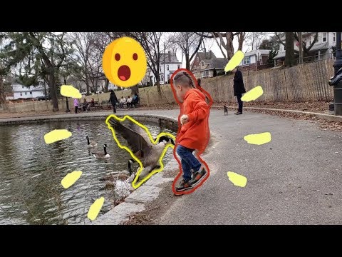 A Goose Almost Attacked Me At A Pond | Funny Goose Attack