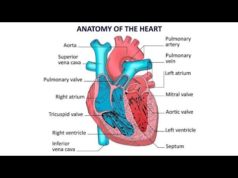 Anatomy of Heart || Ventricles, Atria and Functions - Human Anatomy || Heart, Structure and Function