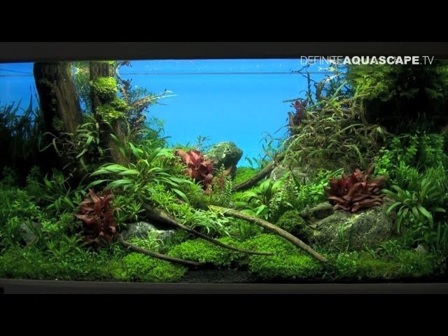 Aquascaping - The Art of the Planted Aquarium 2013 XL, pt.1