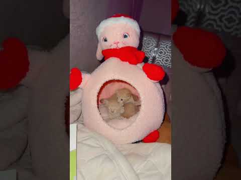 #قطط #إنقاذ_الحيوانات #اكسبلور #الرحمة_بالحيوان #cat #kitten #ترند #قط #ضحك #قطة #قصص #pets #اطفال