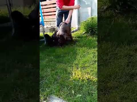 Neapolitan Mastiff puppy for sale