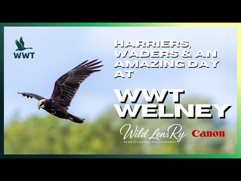 Rare Temminck’s Stint & Marsh Harriers at WWT Welney | Norfolk Wildlife Photography