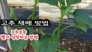 #고추재배방법 #고추모종 빨리 성장하는방법