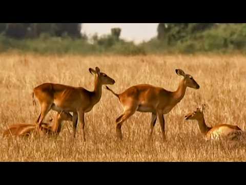 Animal homosexuality