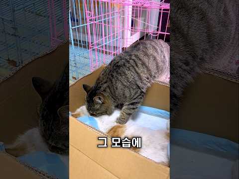 고양이 아빠, 끝까지 아내 곁을 지키려 했습니다