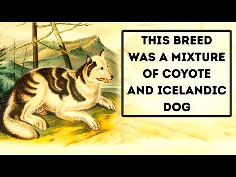 12の絶滅した犬の品種と9新しいあなたが聞いたことがないについて (12 Extinct Dog Breeds And 9 New You Haven't Heard About)