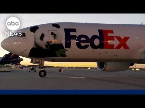 The complicated mission to send 2 panda bears from China to Atlanta
