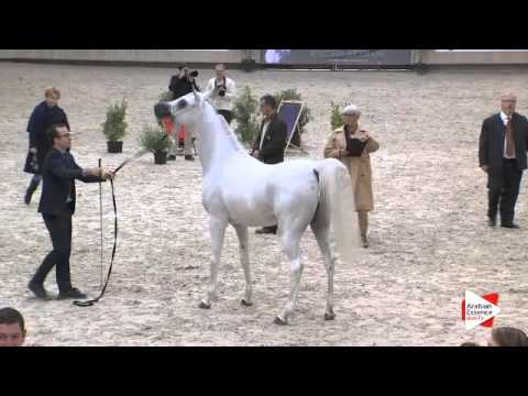 N.97 AJA ANGELO - DEAUVILLE 2015 - Stallion 4-7 years old (Class 10)