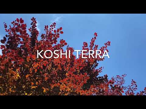 KOSHI CHIMES | Koshi Terra Tuned Wind Chimes | Koshi Bells Meditation Music (2020)