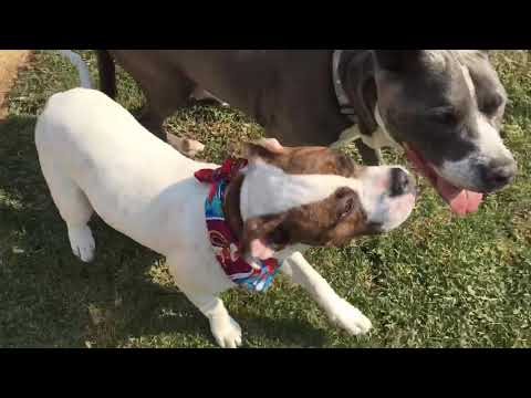 Skye, an adopted American Staffordshire Terrier & Boxer Mix in Pasadena, CA_image-1