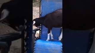 Funny Videos 2021 ● #shorts