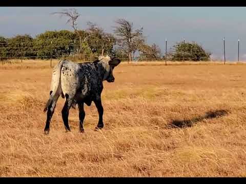 Carmon Isabella bull calf