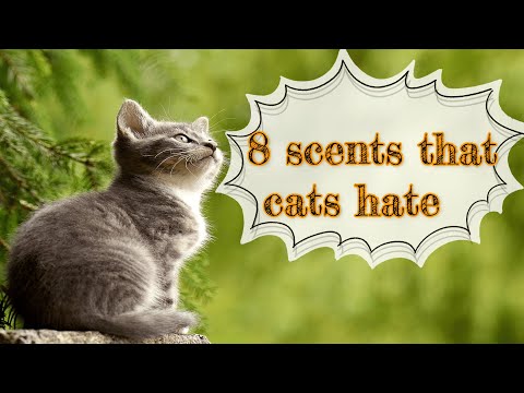 Learn 8 scents that cats hate and scare at home