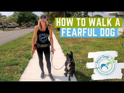 YouTube video about: How to ease dog anxiety on walks?