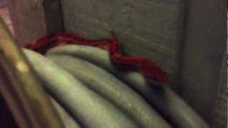 Siesta Key Welcome Wagon - aka Rat Snake