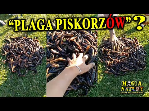 Ginący RYBOWĄŻ Polskich Wód - PISKORZ