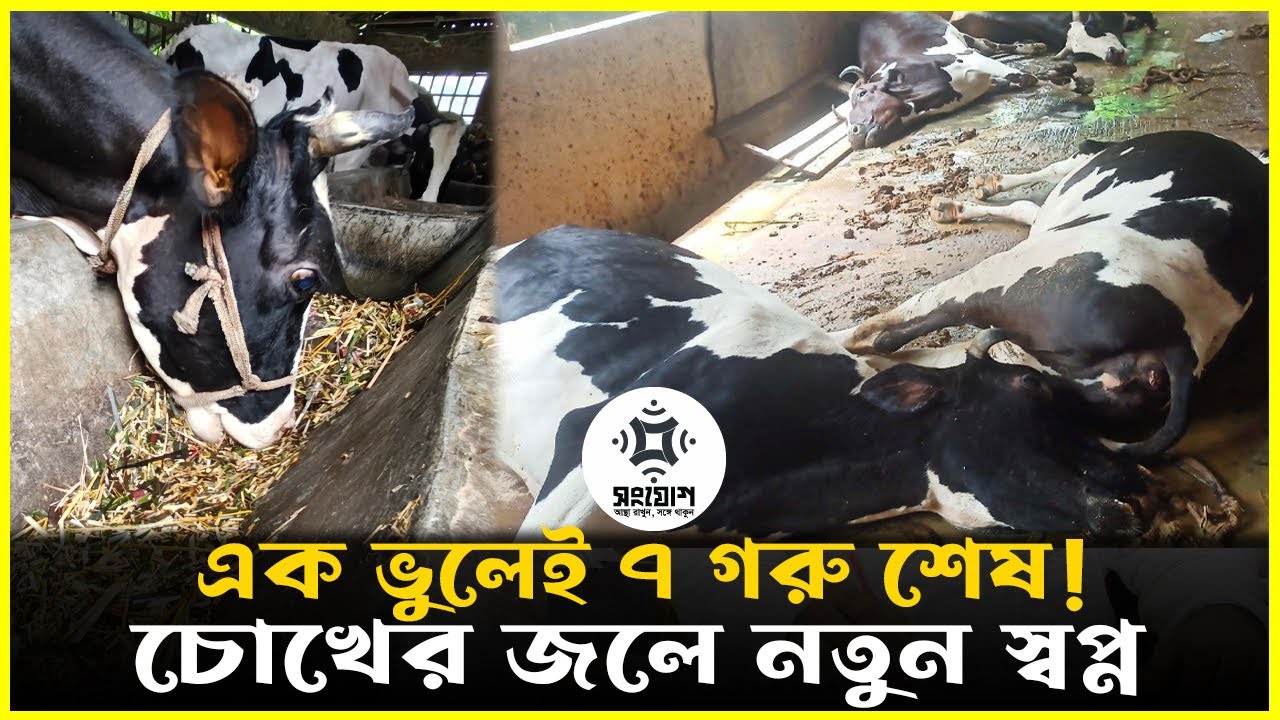 এক ভুলেই গেল ৭ গরু!