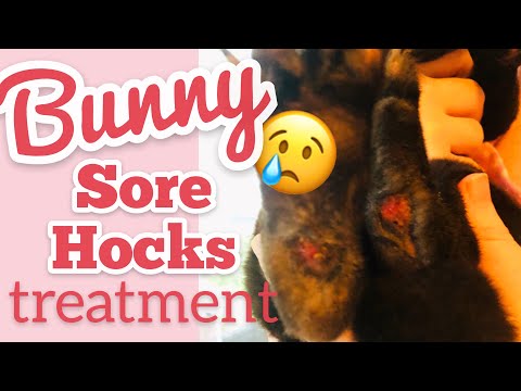 , title : 'Rabbit Sore Hocks Causes & Treatment ~ Healing Blackberry Bunny'