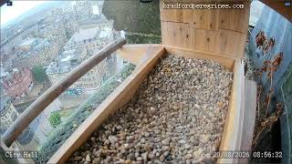 Bradford City Hall Peregrines Live Stream live webcam