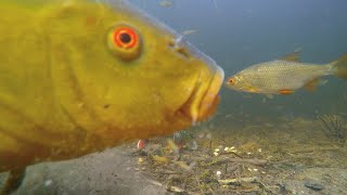 Will tench eat Mike? Rubber lure vs fish. Underwater experiment.