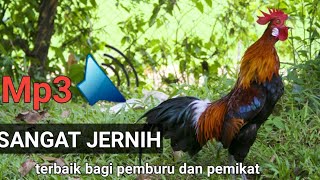 Download lagu suara pikat ayam hutan jago Mp3// paling ampuh 100% mp3