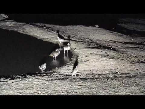 Djuma: Water Thick-knees and Egyptian Geese - 19:00 - 11/11/18