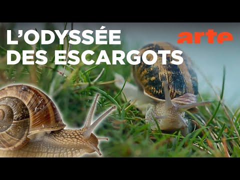 Escargots, le grand voyage du petit-gris | ARTE Évasion