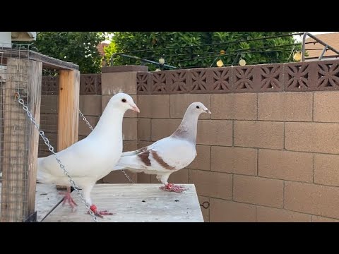 2021 Racing Pigeons Loft Flying