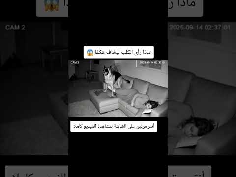 ماذا رأى الكلب ليخاف هكذا 😱#رعب #حيوانات_مفترسه #ماوراءيات