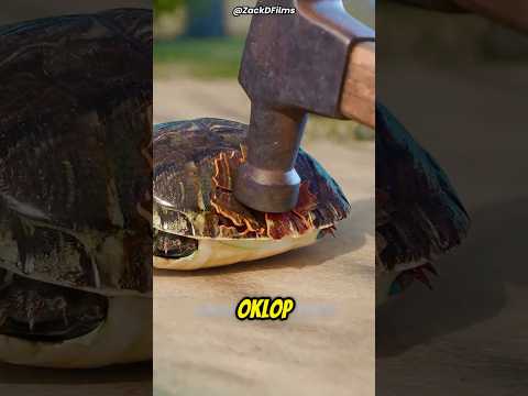 Popravka Oklopa Kornjače Čepom Od Flaše 🐢💚