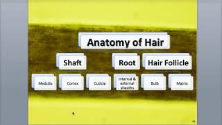 5-3 Accessory Structures of the Skin