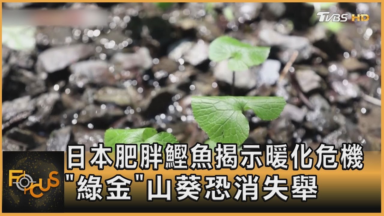 日本肥胖鰹魚揭示暖化危機  「綠金」山葵恐消失