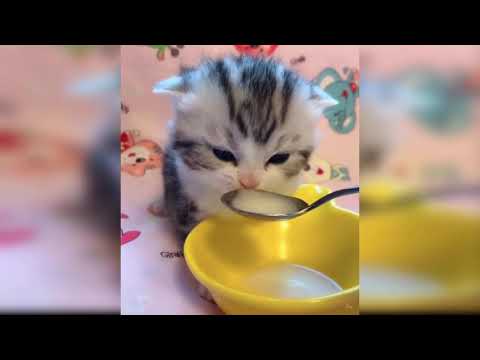 abdulbari jaan #shorts