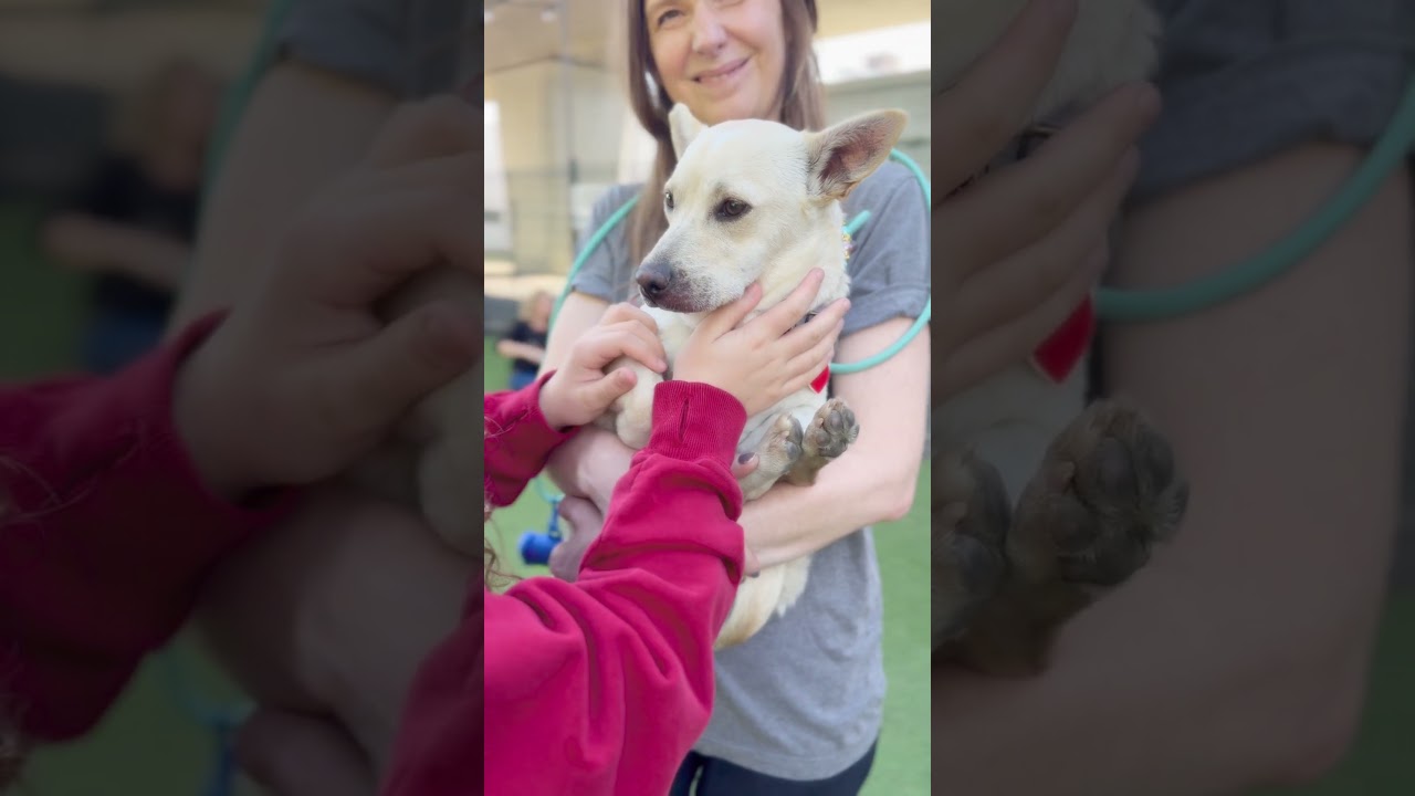 Amanda Batula , an adopted mixed breed in Los Angeles, CA video 6/6