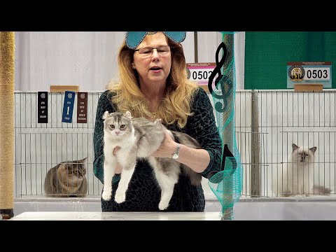 CFA International Show 2019 - Longhair Kitten Class Judging - 1st Set
