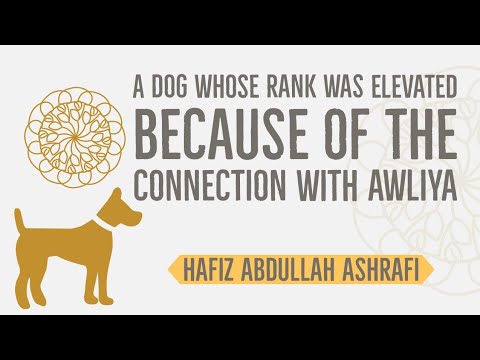 A Dog whose Rank Was Elevated Because of the Connection with Awliya