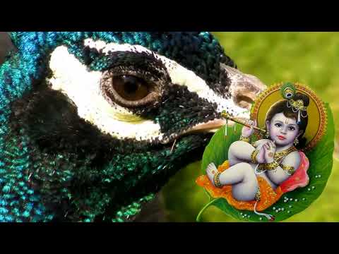 मोर नृत्य Peacock Dance in All its Glory  with flute music