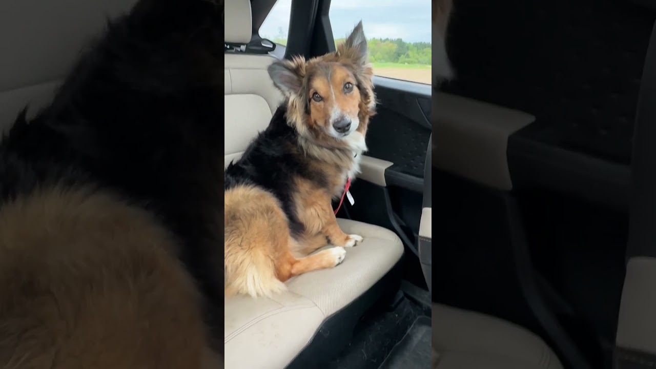 Enlarge Cayden, a Adoptable Australian Shepherd in Minneapolis, MN video 4/6