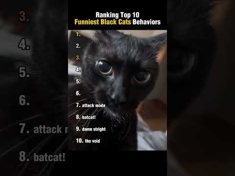 Top 10 Funniest Black Cat Behaviors