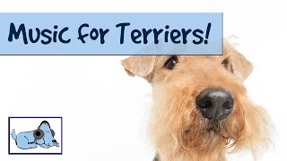 Music for Terriers! If you have a Naughty or Anxious Terrier, Calming Music!