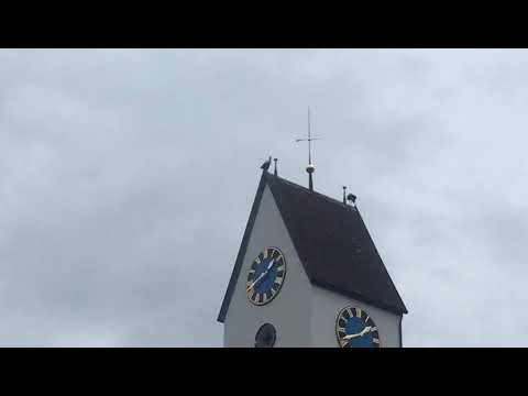 "Schnäbelwetzen" in Glattfelden